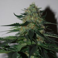 Nirvana Cannabis Seeds Pure Power Plant Auto