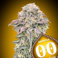 Oo Cannabis Seeds Mimosa