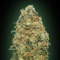 Oo  Cannabis  Seeds  White  Widow