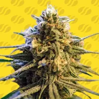 Original Sensible Seed Company Cannabis Seeds Lemon Oasis Auto