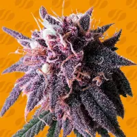 Original Sensible Seed Company Cannabis Seeds Purple Haze