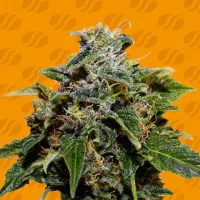 Original Sensible Seed Company Cannabis Seeds Skunk