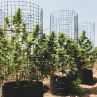 Pilchards Caviar Cannabis Seeds Big Tuna