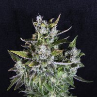 Pilchards Caviar Cannabis Seeds Blue Monsoon