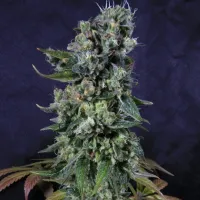 Pilchards Caviar Cannabis Seeds Tortuga