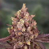 Powerstrains  Cannabis  Seeds 5star  Cherry  Pie  Auto