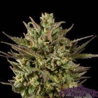 Purple Caper Cannabis Seeds Gold Line Blackberry Fire