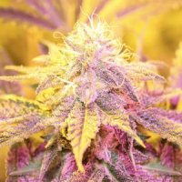Purple Caper Cannabis Seeds Gold Line Blue Fire