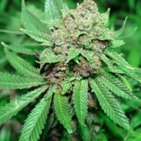Purple Caper Cannabis Seeds White Grapes