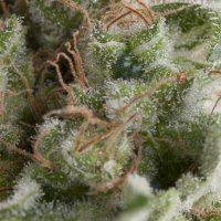 Pyramid Cannabis Seeds Auto American Pie