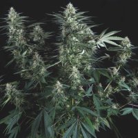 Pyramid Cannabis Seeds Super Og Kush