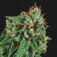 Pyramid Cannabis Seeds Tutankhamon X Gorilla Glue Limited Edition Gold Line