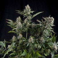 Pyramid  Cannabis  Seeds  White  Widow  Cbd