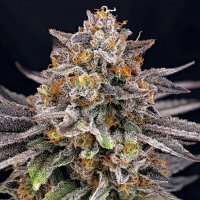 Ripper  Cannabis  Seeds  Candygaz