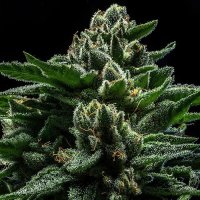 Ripper  Cannabis  Seeds  Do  G