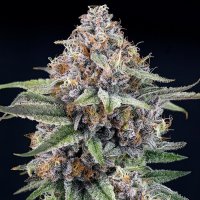 Ripper  Cannabis  Seeds  Eyeballz