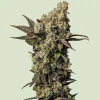 Royal  Queen  Cannabis  Seeds  Astro  Lemonade