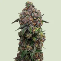Royal Queen Cannabis Seeds Cosmic Cheddar F1