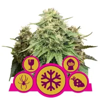 Royal Queen Cannabis Seeds Feminised Mix