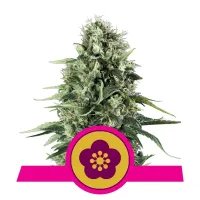 Royal  Queen  Cannabis  Seeds  Power  Flower