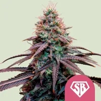 Royal Queen Cannabis Seeds Super Boof