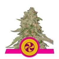Royal  Queen  Cannabis  Seeds  Sweet  Zz  Sweet  Zkittlez