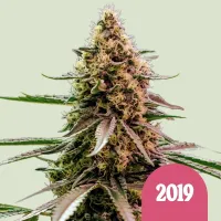 Royal Queen Cannabis Seeds The 2019