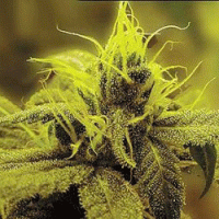 Sagarmatha Cannabis Seeds A1 Haze