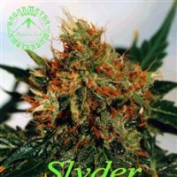 Sagarmatha Cannabis Seeds Slyder
