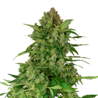 Sensi Research Cannabis Seeds Black Lights Cbd Auto