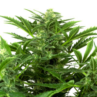 Sensi  Research  Cannabis  Seeds  Mandarine  Punch  Auto