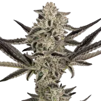 Sensi Research Cannabis Seeds Purple Pickle