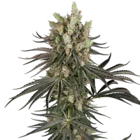 Sensi Research Cannabis Seeds Slam Dank