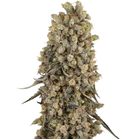 Sensi Cannabis Seeds Atomic Blue Dream