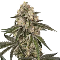 Sensi Cannabis Seeds Sunset Peach