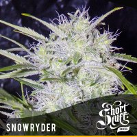 Short  Stuff  Cannabis  Seeds  Snowryder