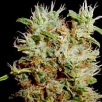 Soma  Cannabis  Seeds  Soma  Salad