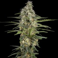 Spliff Cannabis Seeds Mint Runtz Auto