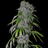 Spliff Cannabis Seeds Nevilles Haze Auto