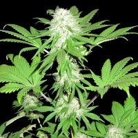 Sumo  Cannabis  Seeds  Sumo  S  Og  Kush