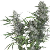 Super Sativa Seed Club Cannabis Seeds Creeper