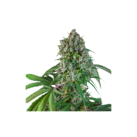 Super Sativa Seed Club Cannabis Seeds Karel S Herer Haze