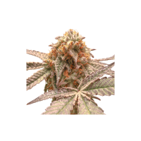 Super  Sativa  Seed  Club  Cannabis  Seeds  Purple  Og  Punch