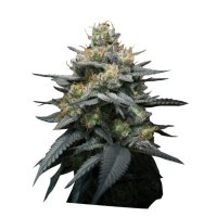 Super Strains Cannabis Seeds Kush Mint Auto