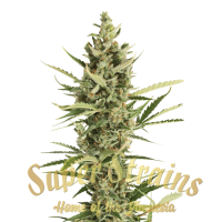 Superstrains Cannabis Seeds 7th Wave
