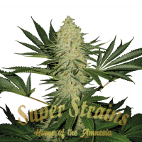 Superstrains Cannabis Seeds La Cucaracha