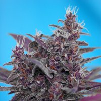 Sweet Cannabis Seeds Auto Black Cream