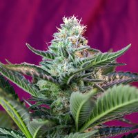 Sweet Cannabis Seeds Moham Ram Auto