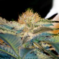 Sweet  Cannabis  Seeds  Moham  Ram
