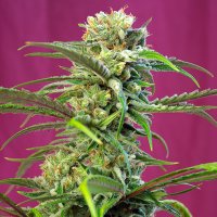 Sweet Cannabis Seeds Sweet Tai